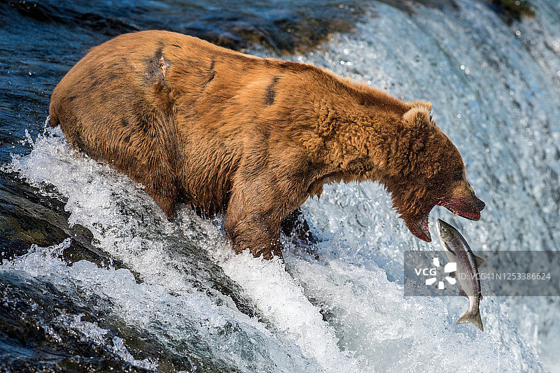 棕熊捕食鲑鱼，阿拉斯加布鲁克斯瀑布图片素材