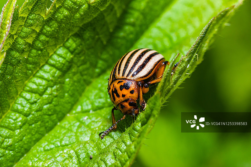 科罗拉多马铃薯甲虫图片素材