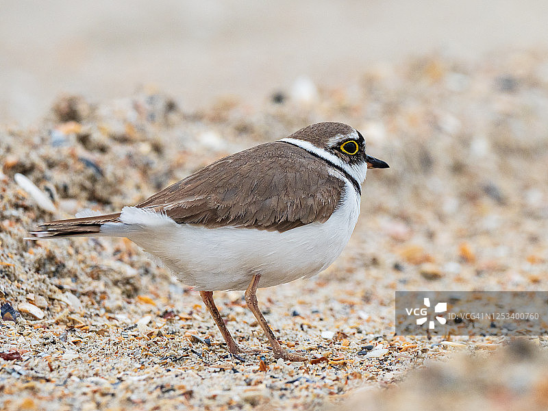 沙滩上的小环颈鸻图片素材