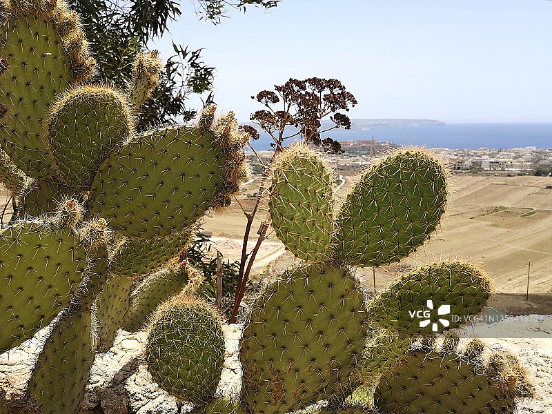 夏季戈佐岛的仙人掌景观图片素材