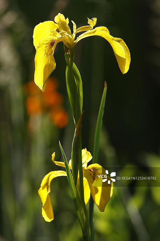德国石勒苏益格-荷尔斯泰因的黄菖蒲花图片素材