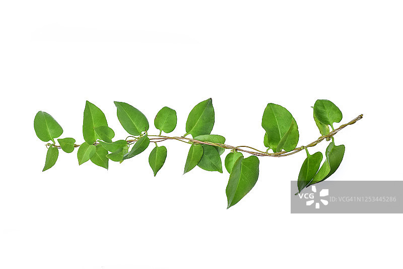 白色背景心形藤蔓绿叶图片素材