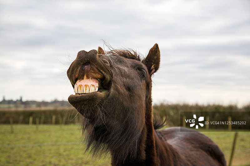 马的裂唇嗅反应图片素材