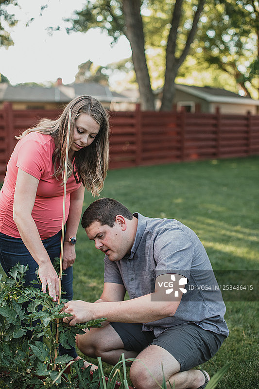 女人教男人如何捆扎番茄植株图片素材
