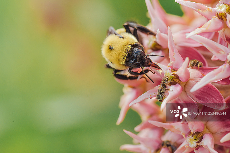 蜜蜂停在紫色花朵上的特写图片素材