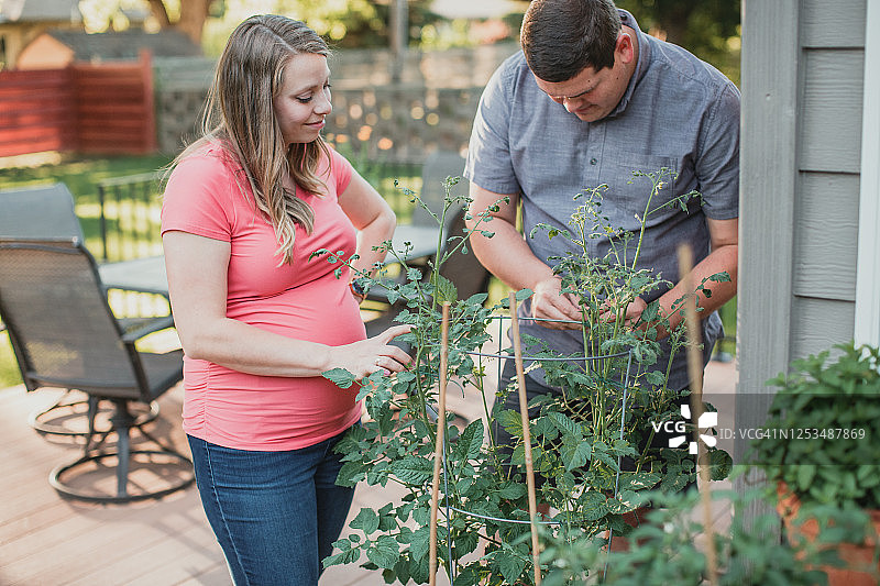 孕妇、丈夫和番茄植株图片素材