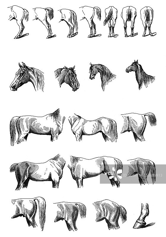 马匹外部结构古老雕刻插图：马科动物解剖学图片素材