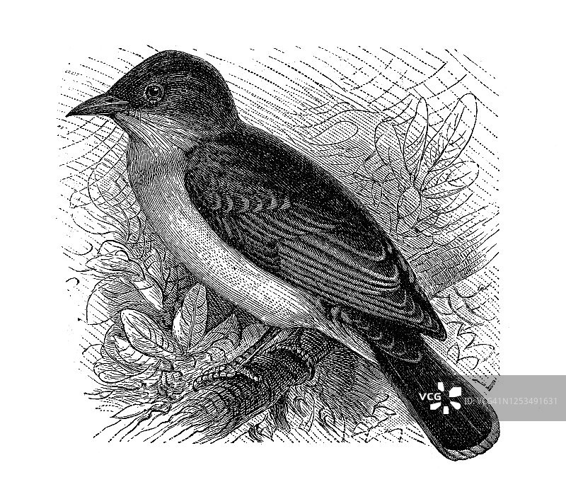 东部王鸟古董雕刻插图-鸟类学-雀形目鸟类图片素材
