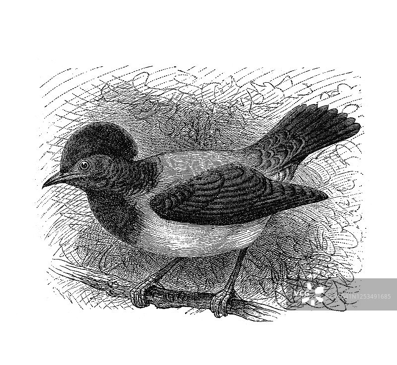 古老版画：玫瑰椋鸟，雀形目鸟类图片素材