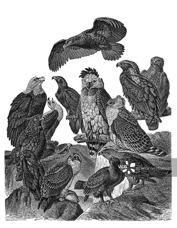 鸟类学之鹰的古老雕刻插图图片素材