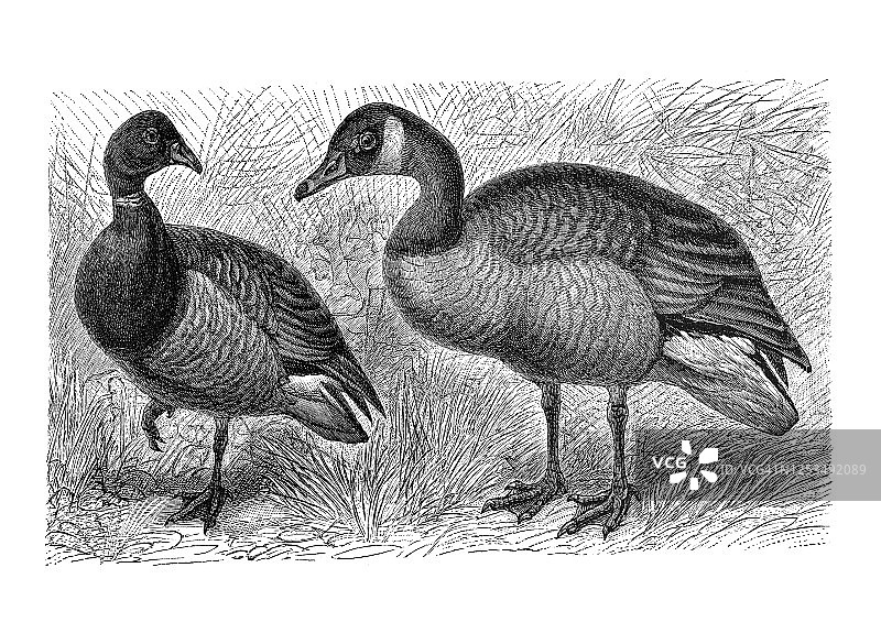 鹅、游泳鸟类古董雕刻插图图片素材