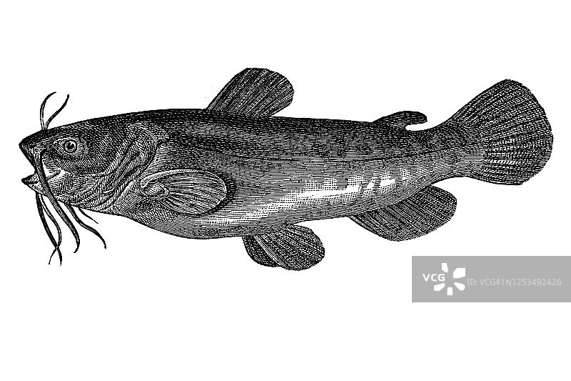 鲶鱼的古老雕刻插图图片素材