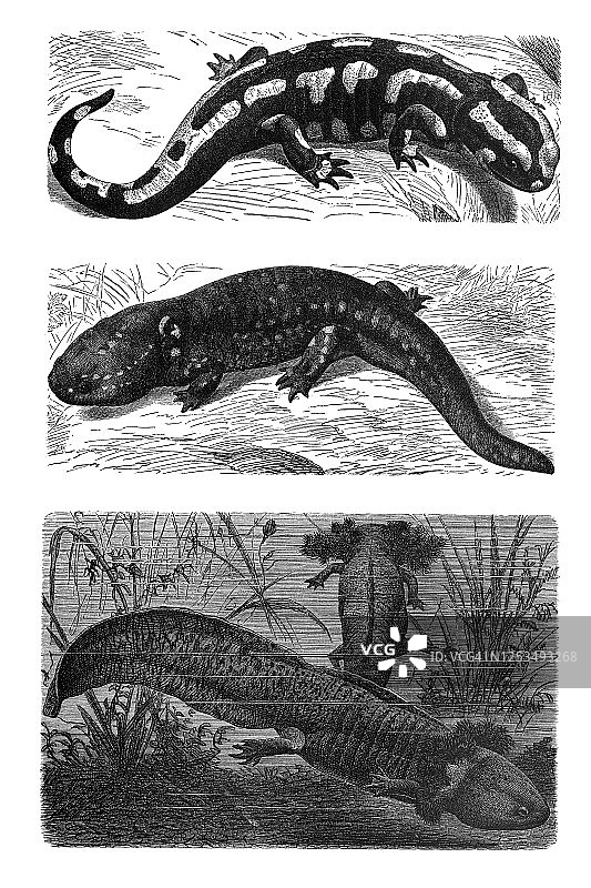 火蜥蜴老式雕刻插图图片素材