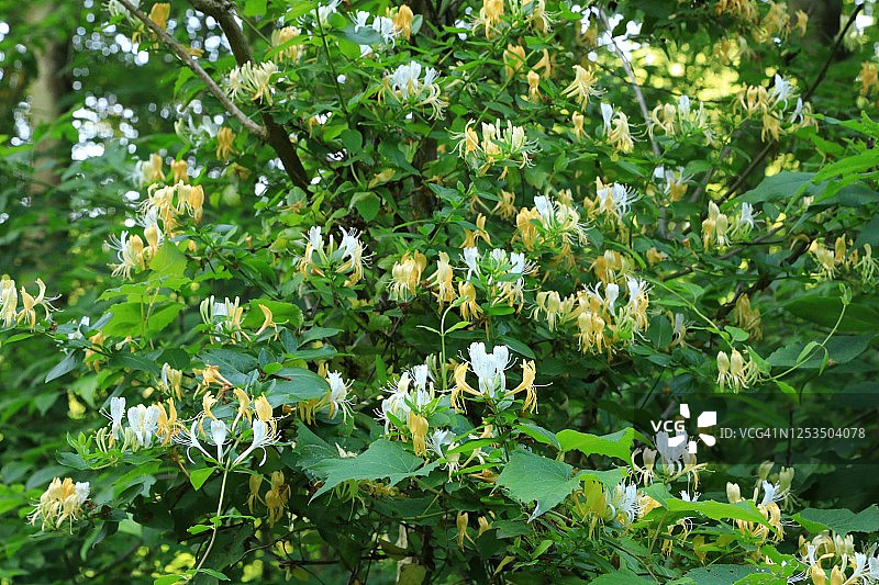 金银花图片素材