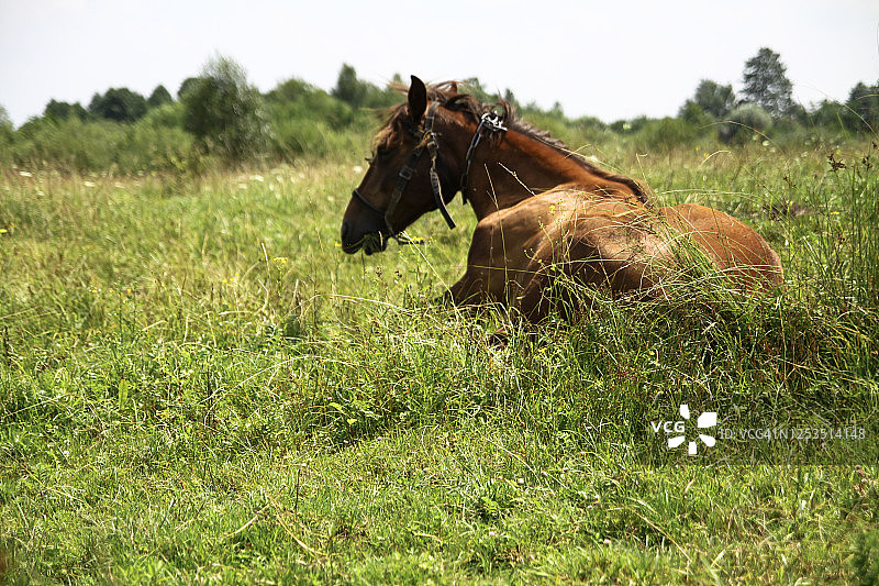 村庄牧场上美丽的赛马图片素材