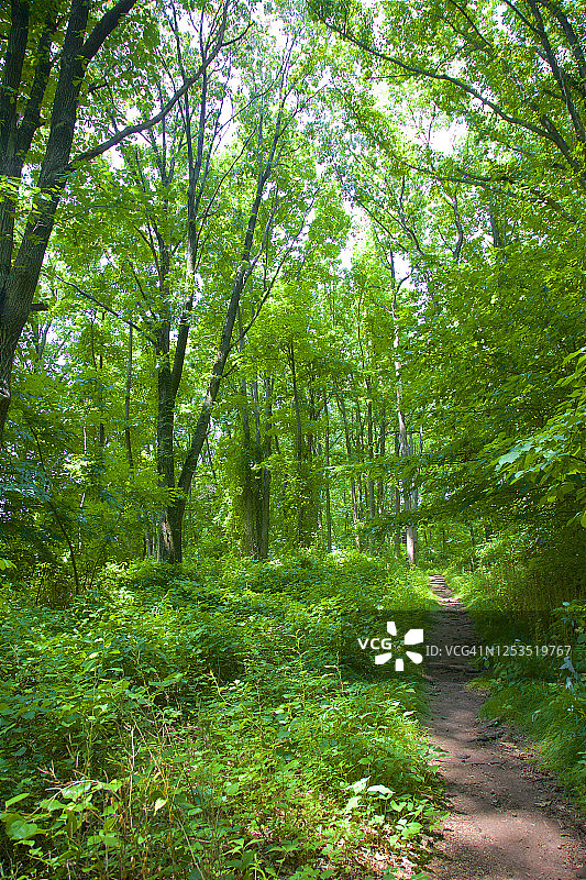 恩格尔伍德的平岩溪自然保护区图片素材