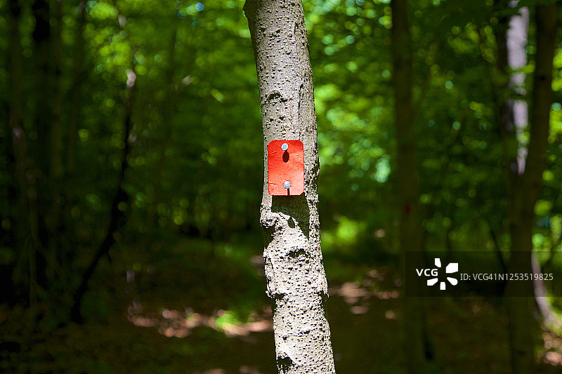 恩格尔伍德平石溪自然保护区树木小径图片素材