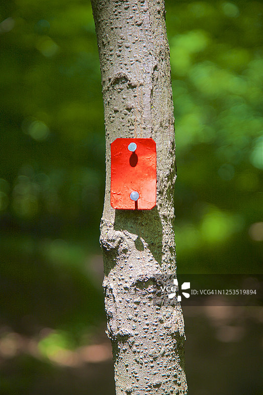 恩格尔伍德平石溪自然保护区树木小径图片素材