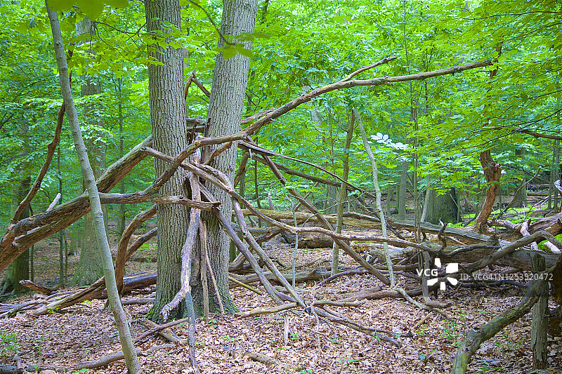 恩格尔伍德的平石溪自然保护区中倒下的树木和树枝图片素材