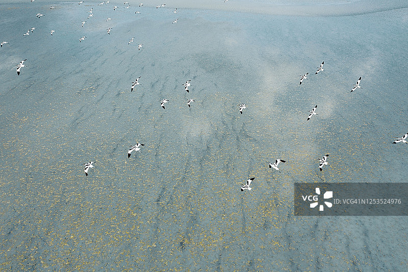 湖面上飞翔的反嘴鹬图片素材