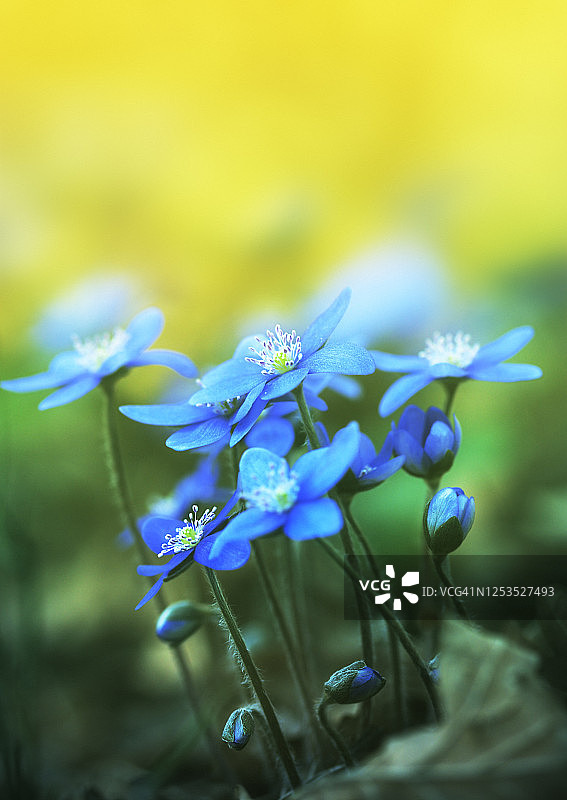 森林中的獐耳细辛花图片素材