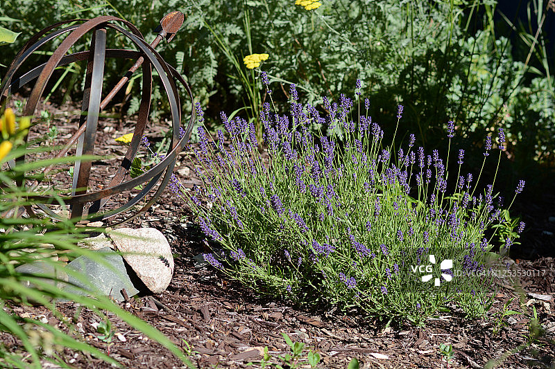 花园中盛开的薰衣草图片素材