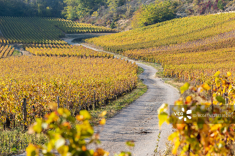 法国勃艮第博讷丘葡萄园秋景图片素材