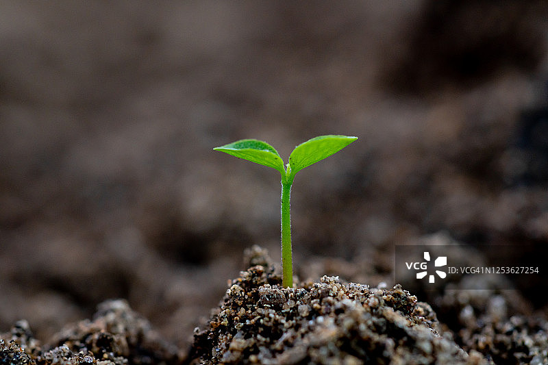 幼树特写图片素材