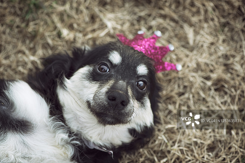 待领养小狗的肖像图片素材
