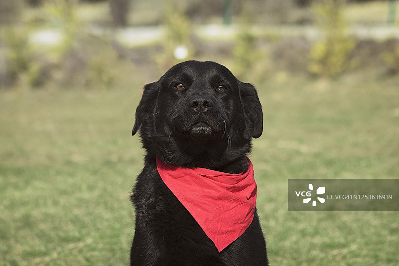 待领养小狗的肖像图片素材