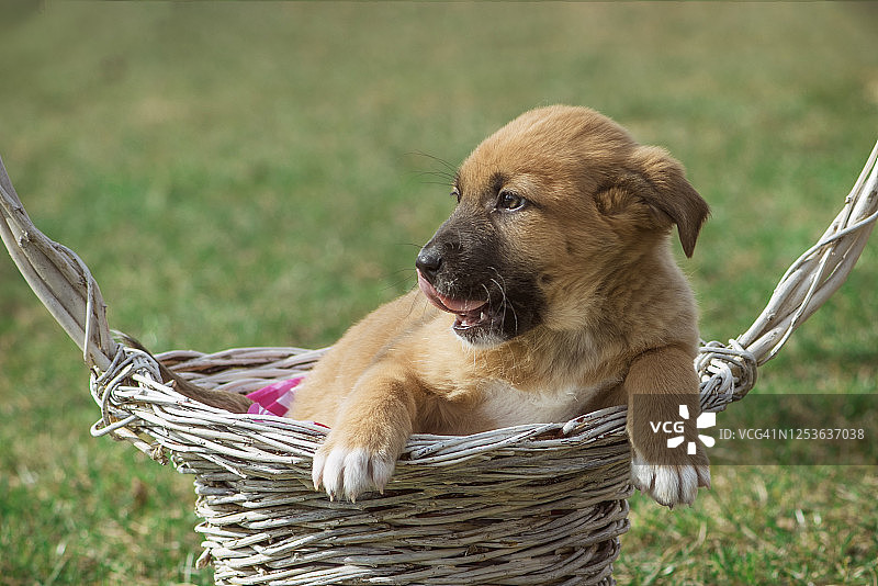 待领养小狗的肖像图片素材