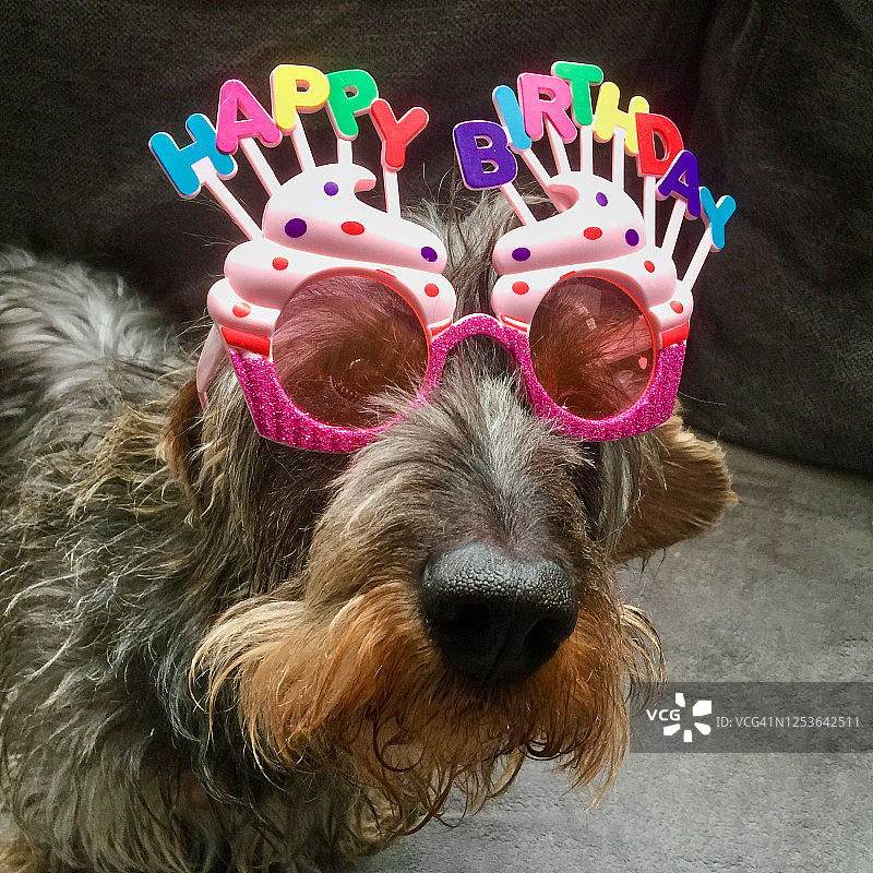 戴着生日快乐眼镜的狗狗肖像图片素材