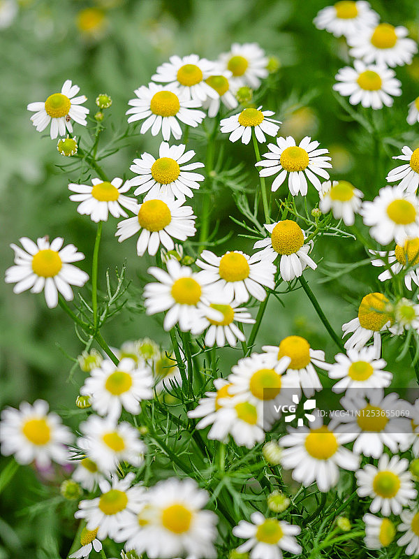 洋甘菊图片素材