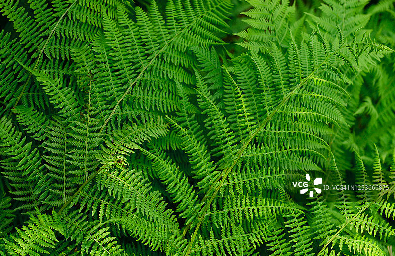 绿色的蕨类植物图片素材