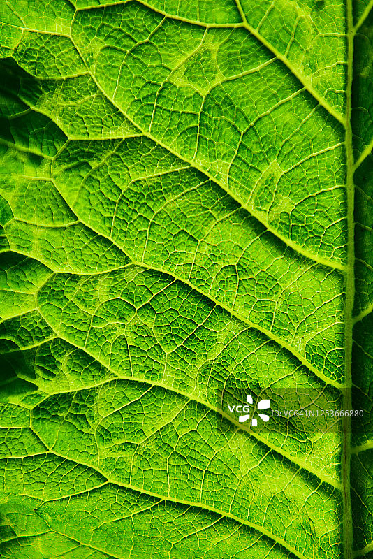 鲜绿色叶子叶脉微距特写图片素材