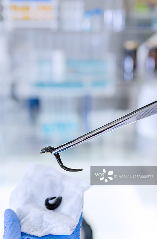 现代实验室用水蛭制药特写图片素材