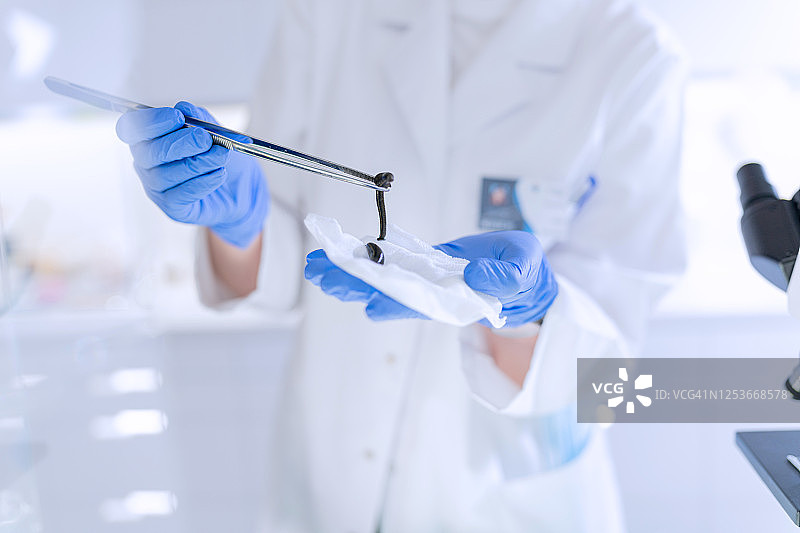 现代实验室用水蛭制药特写图片素材