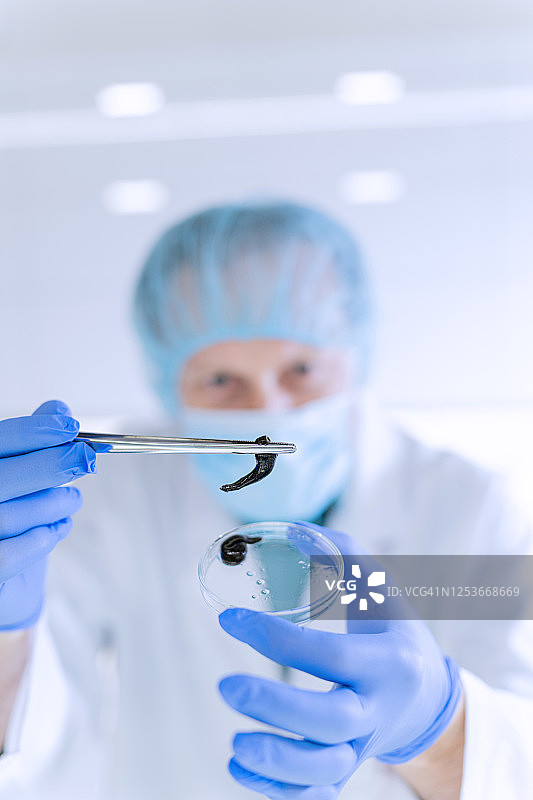 科学家从水蛭中提取药物，在现代实验室中使用钳子图片素材