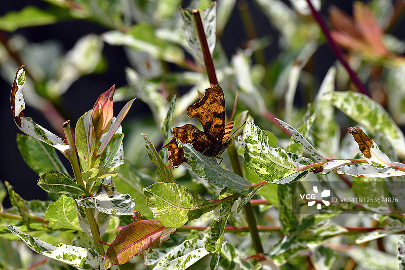 一只蛱蝶停留在花叶柳树上图片素材