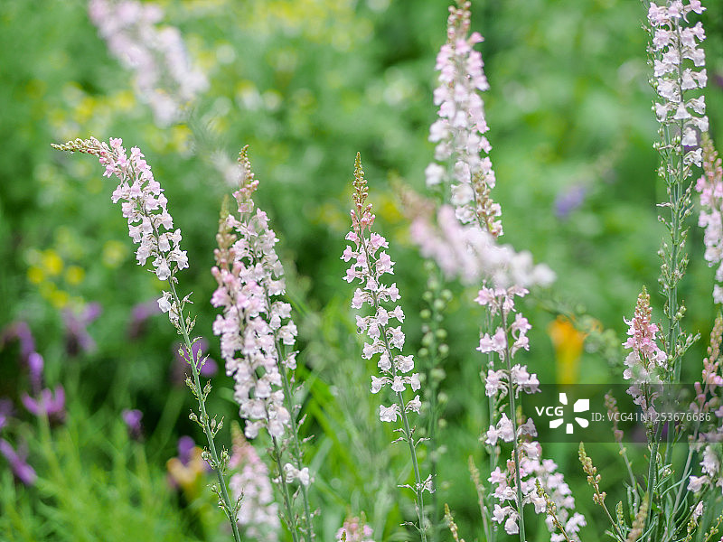 柳穿鱼图片素材