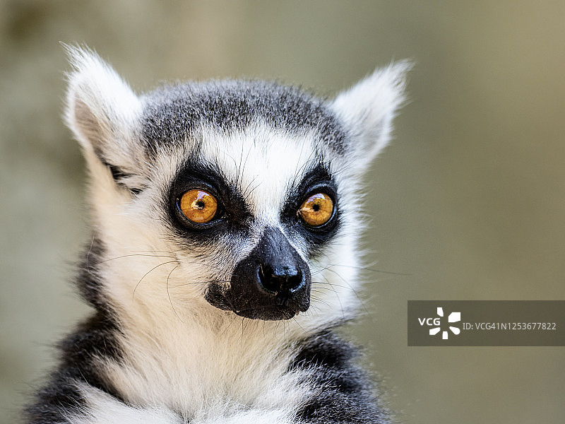 狐猴特写图片素材