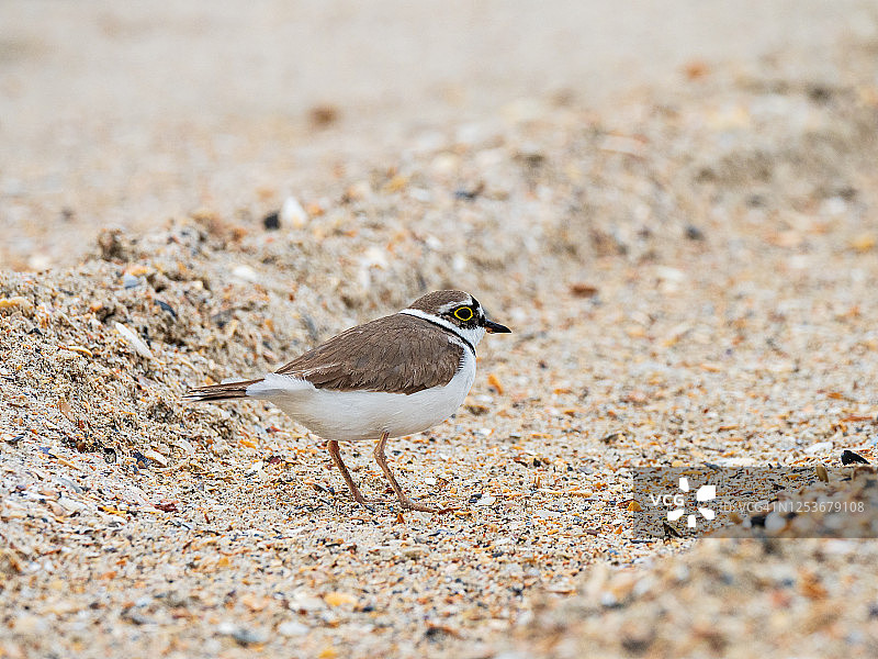 沙滩上的小环颈鸻图片素材