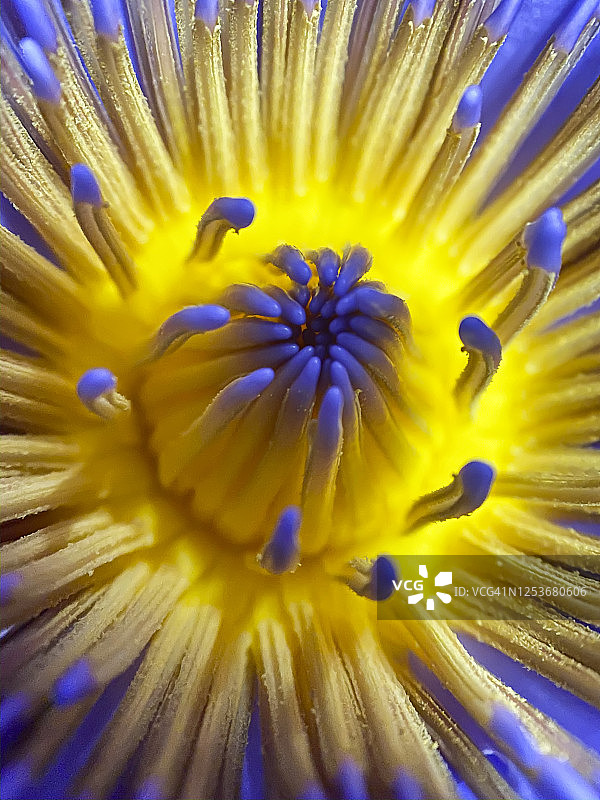 睡莲的黄色雌蕊图片素材