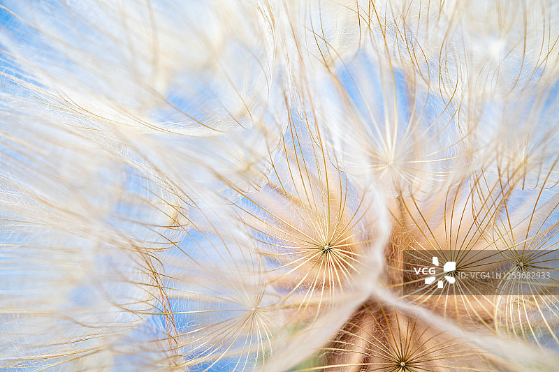 麦穗草图片素材