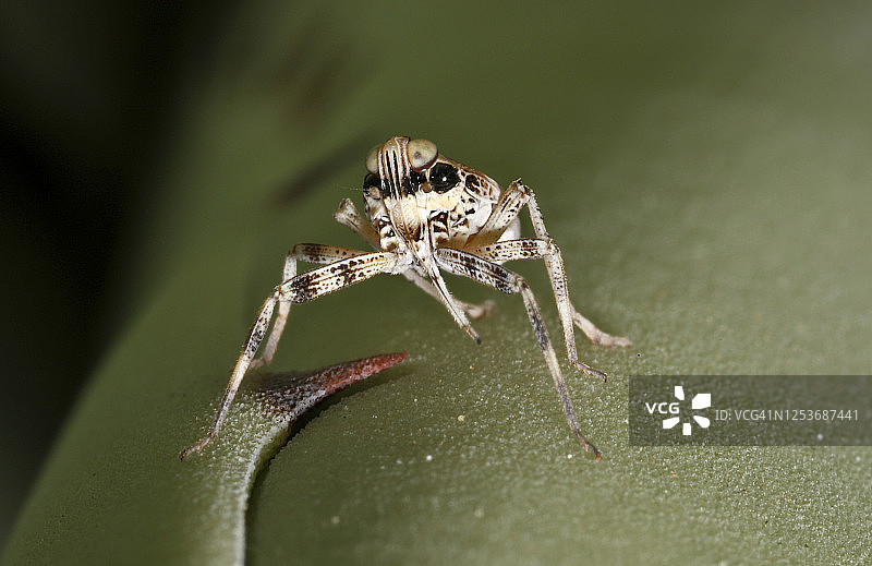 沙漠飞虱图片素材