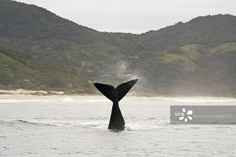 跃起的鲸鱼图片素材