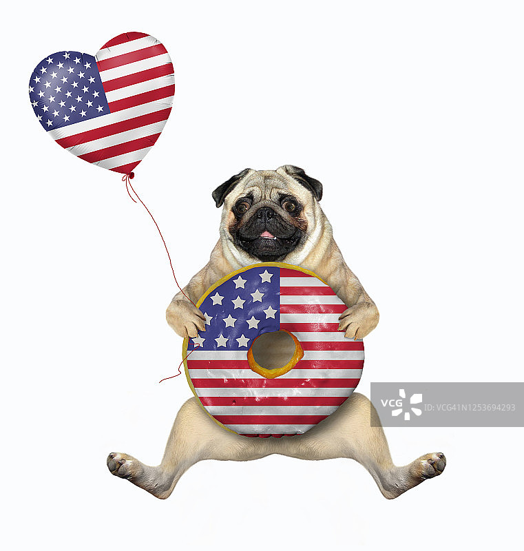 喜欢甜甜圈的巴哥犬图片素材