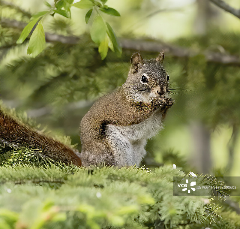 红松鼠素材照片图片素材