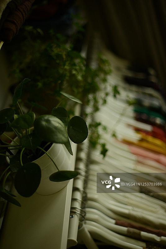 架子上的盆栽豆瓣绿，旁边是挂着按颜色排列衬衫的衣架图片素材