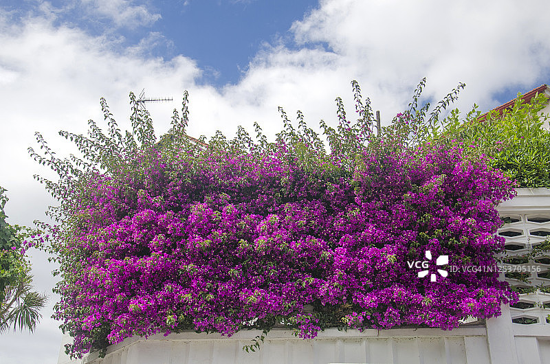 盛开着三角梅的建筑正面图片素材
